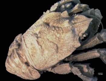 Media type: image; Invertebrate Zoology CRU-4563